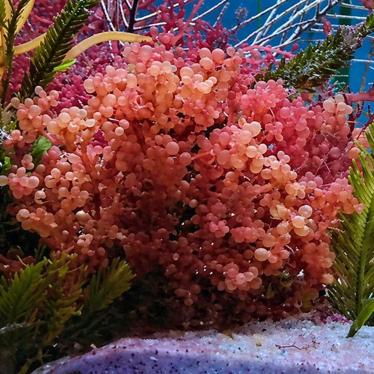 Botryocladia sp.