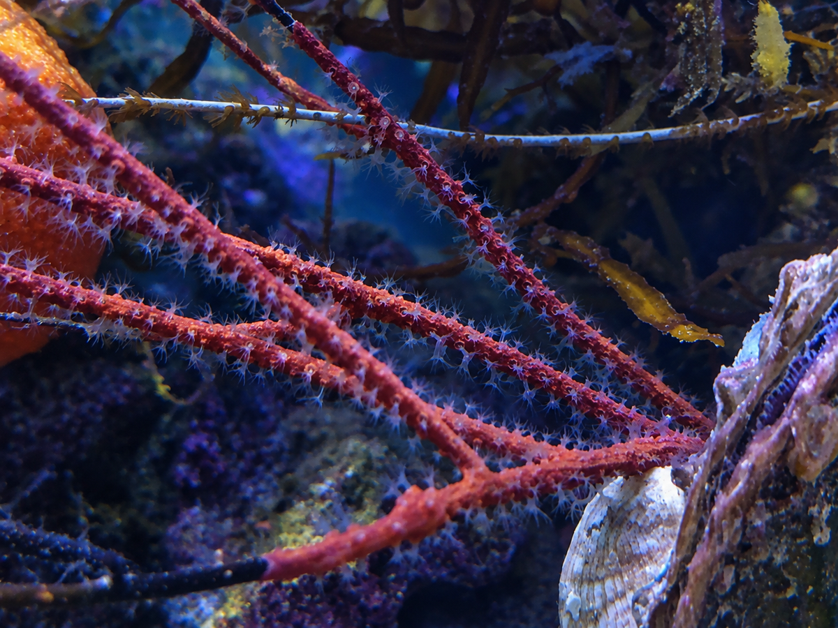 Leptogorgia virgulata - Sea Whip Gorgonian (NPS)