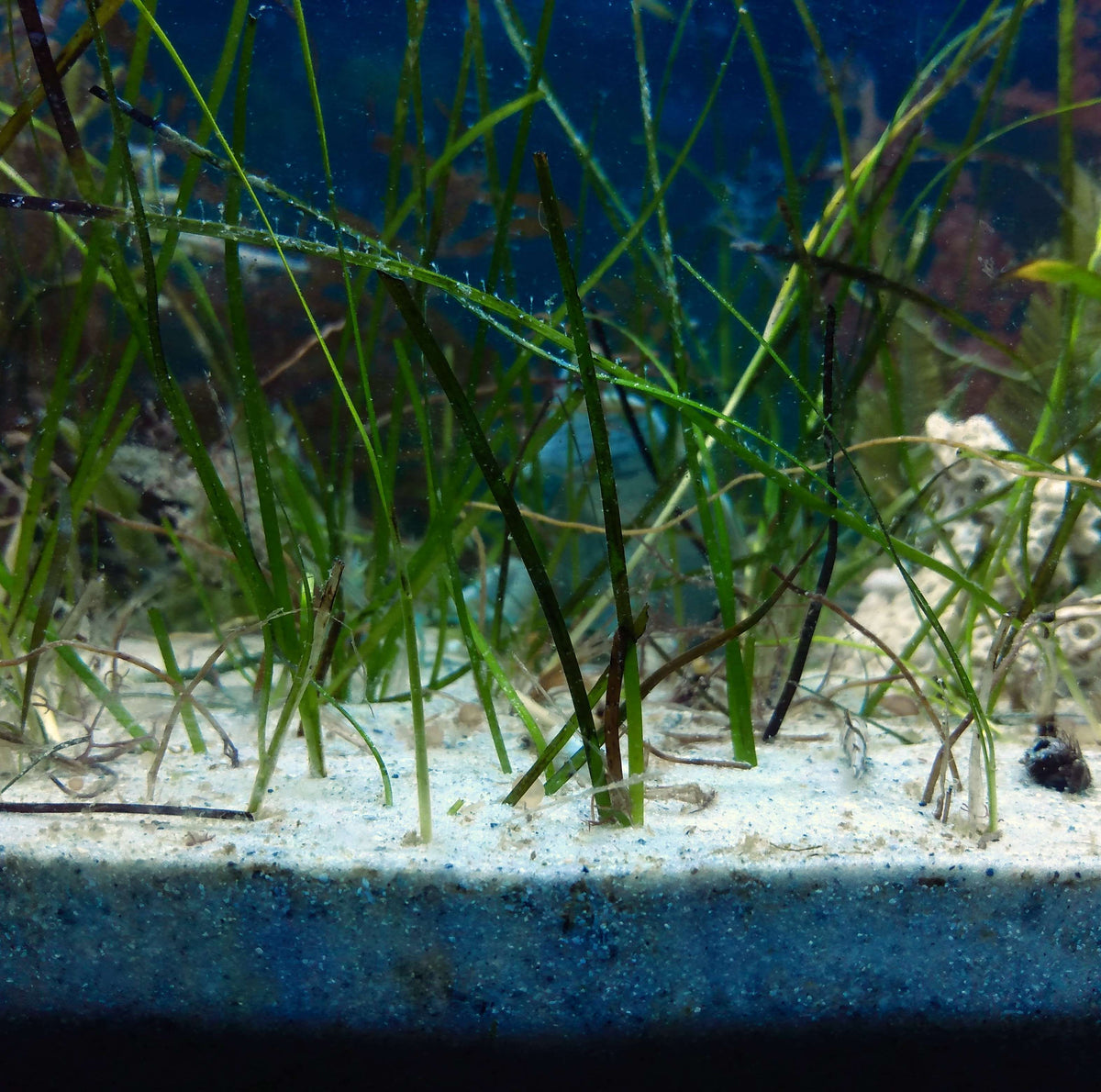 Syringodium filiforme - Manatee Grass