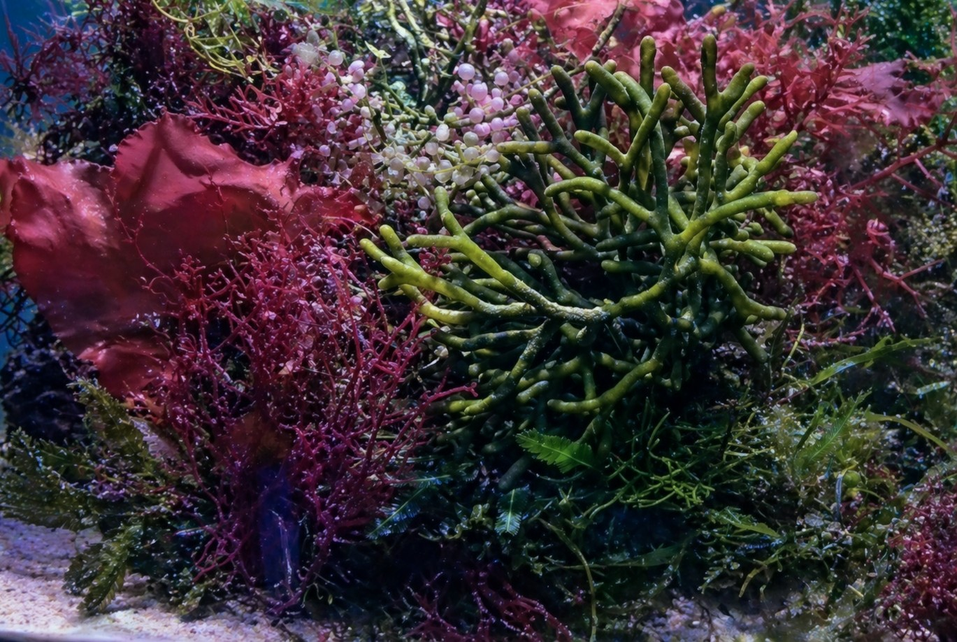 Macroalgae