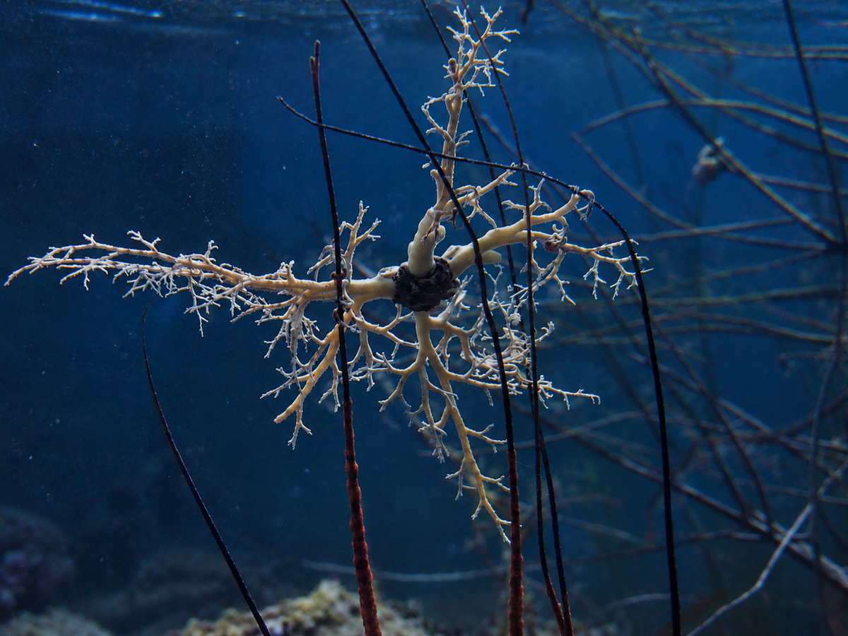 Astrophyton muricatum - Atlantic Giant Basket Star (EXPERT ONLY)