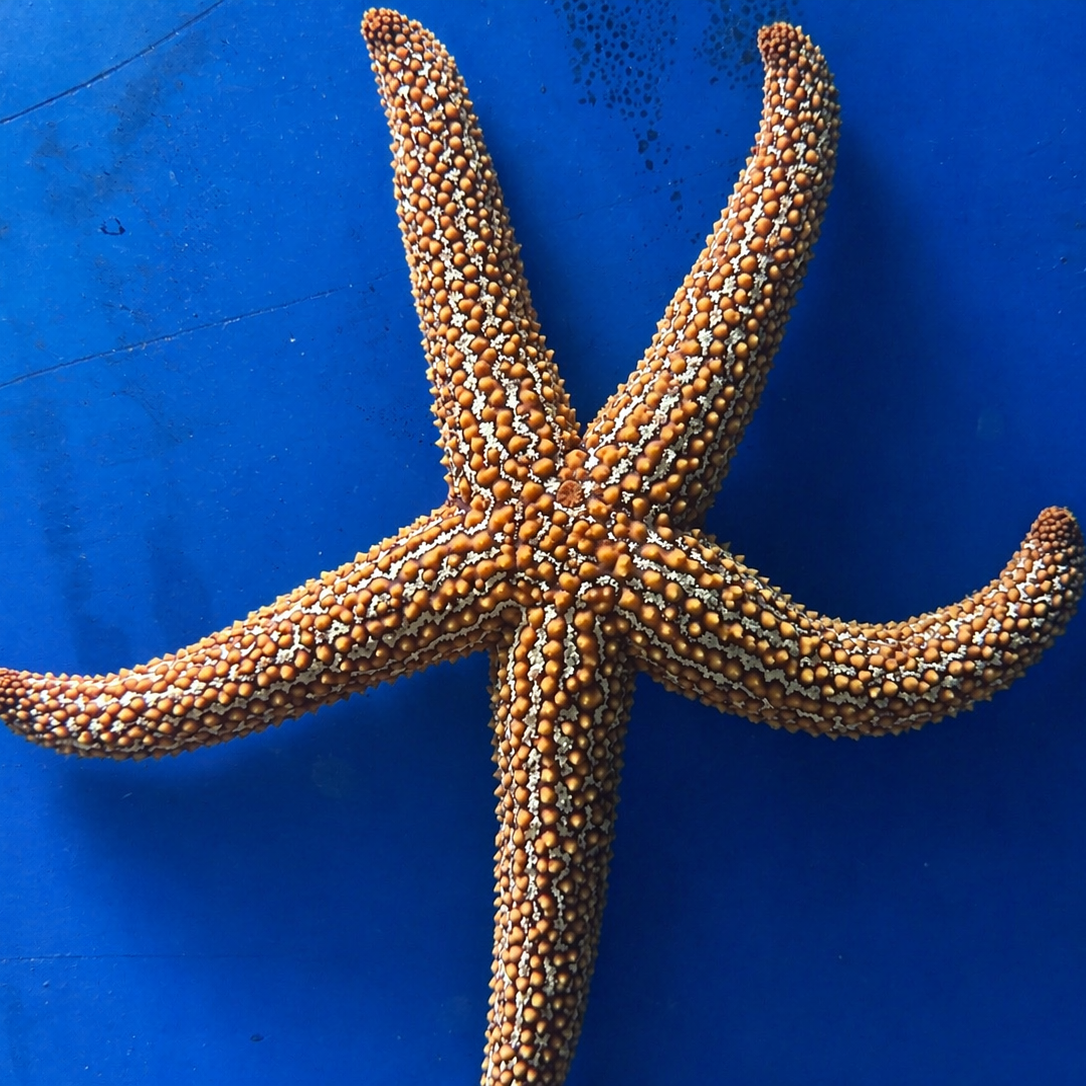 Spiny Starfish (Echinaster spinulosus)