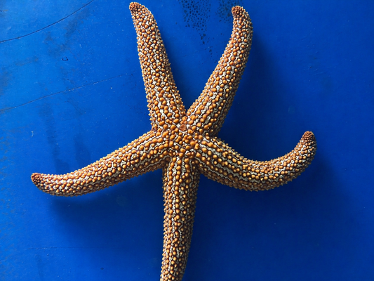 Spiny Starfish (Echinaster spinulosus)