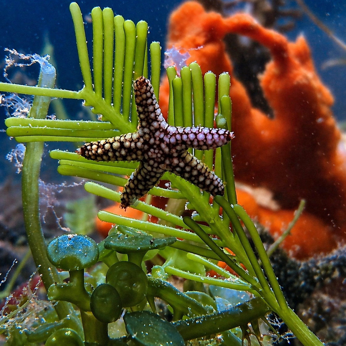 Spiny Starfish (Echinaster spinulosus)