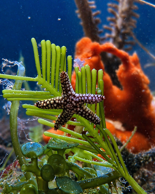 Spiny Starfish (Echinaster spinulosus)