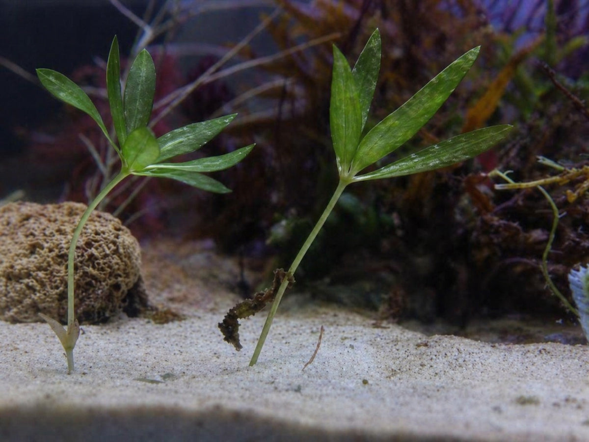 Halophila engelmannii - Star Grass