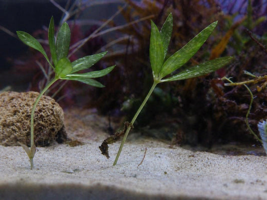 Halophila engelmannii - Star Grass