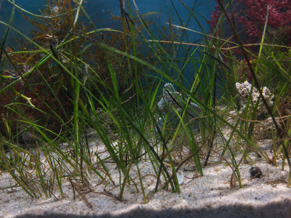 Syringodium filiforme - Manatee Grass