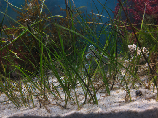 Syringodium filiforme - Manatee Grass