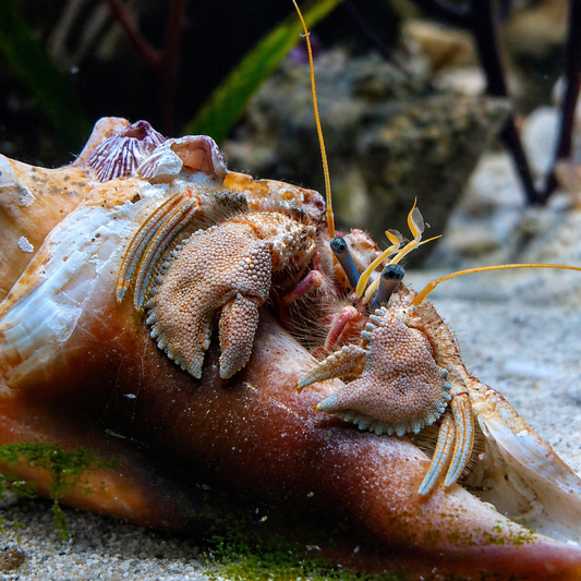 Flat-Clawed Hermit (Pagurus impressus)