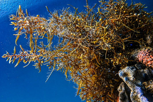 Sargassum sp.