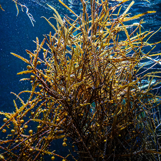 Sargassum sp.